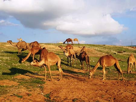 نقره لعرض الصورة في صفحة مستقلة