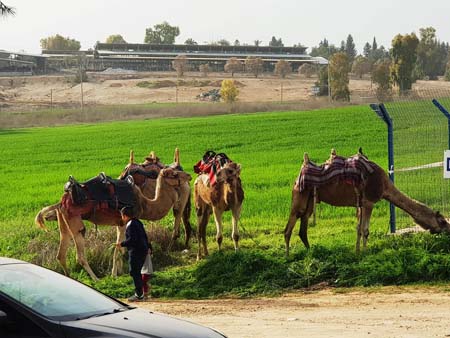 نقره لعرض الصورة في صفحة مستقلة