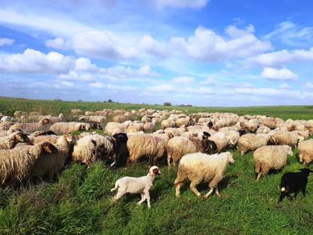 نقره لعرض الصورة في صفحة مستقلة