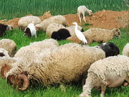 نقره لعرض الصورة في صفحة مستقلة