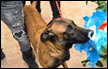 انقاذ 4 كلاب في عكا وتغريم أصحابها لحجزها في ظروف قاسية
