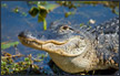 أمريكى يصطاد تمساحا ضخما وزنه 410 كيلو جرامات فى فلوريدا