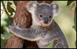 الكوالا مهدد بالانقراض في أستراليا 