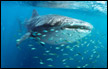 العثور على القرش الشبح المخيف والنادر بشكل استثنائي في المحيط الهادئ!