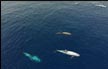 شاهدوا بالصور: دلافين ‘الغرامبوس‘ الرمادية تسبح في خليج ايلات