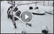 صور وفيديو | ثلوج كثيفة تتساقط في شمال هضبة الجولان وتغطّي المنطقة بحلّة بيضاء 