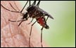 علماء روس يفكون شيفرة جينوم بعوض الملاريا