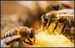 مجموعة من النحل تلسع رجلا في الجليل- حالته خطيرة وغير مستقرة