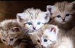 فرحة في ‘السفاري‘: ولادة 5 قطط رمال المهددة بخطر الانقراض