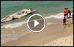 أمواج البحر تقذف حوتا ضخما باتجاه شواطئ يافا
