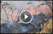 اندلاع حريق كبير باشجار في منطقة البحر الميت