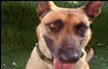 كلبة من نوع بلجيكي مالينو فُقدت في حيفا - صاحبها :‘ جائزة مادية لمن يعثر عليها ‘