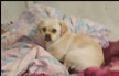 مواطن من ابوسنان :‘ ساعدوني بالعثور على كلبتي المفقودة ‘