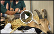 ‘نهاية سعيدة‘ : العثور على وعل هرب من مستشفى الحيوانات في السفاري