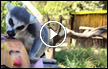 شاهدوا بالفيديو : يُقدّمون المثلجات للحيوانات في ‘ السفاري ‘ .. فرحة القرود لا توصف !