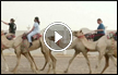محبو ‘سفينة الصحراء‘ يجتمعون في أول مدرسة لركوب الجمال في دبي- واقبال كبير من النساء